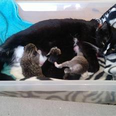 Huskat Silver SOLGT.