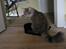 Maine Coon Ziggi  /u. stamtavle