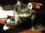 Maine Coon Wallace P