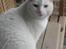 Huskat Malthe