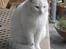 Huskat Malthe