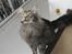 Maine Coon Samson - død 01.10.10