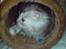 Maine Coon Luna :D (tidl. kat)