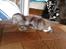 Maine Coon Luna :D (tidl. kat)