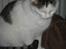 Huskat Mis