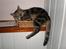 Huskat - Kiwi - Kiwi sover nogle underlige steder i: <3