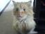 Blanding af racer Simba *2001-2010*