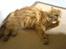 Blanding af racer Simba *2001-2010*