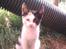 Huskat Miley RIP den 16-9-2010