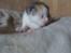 Huskat Miley RIP den 16-9-2010