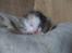 Huskat Miley RIP den 16-9-2010