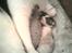 Huskat Miley RIP den 16-9-2010 - kun 2 dage gammel