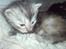 Maine Coon Luna :D (tidl. kat)