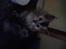 Maine Coon Luna :D (tidl. kat)
