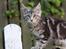 Maine Coon Maximus R.I.P. - Maximus 14 uger
