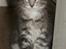 Maine Coon Maximus R.I.P. - 10 uger