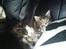 Maine Coon Maximus R.I.P.
