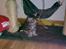 Maine Coon Maximus R.I.P.