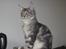 Maine Coon Maximus R.I.P. - 5 mdr