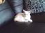 Blanding af racer Nala