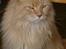 Maine Coon Mads