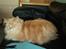 Maine Coon Mads