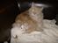 Maine Coon Mads