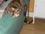 British Shorthair Aisha