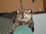 British Shorthair Aisha