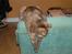 British Shorthair Aisha