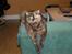 British Shorthair Aisha