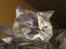 British Shorthair Aisha