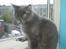 Maine Coon Buller R.I.P mors baby