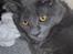 Maine Coon Buller R.I.P mors baby
