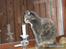 Huskat Missen - R.I.P - savnet.. - Savnder dig missen :(