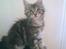 Maine Coon Maximus R.I.P. - 12 uger
