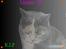 Huskat Missen - R.I.P - savnet.. - R.I.P Missen ( du var en smuk kat !!!!