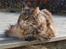 Maine Coon Evita - 2010