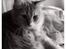 Maine Coon Bellami Solgt :(