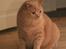 British Shorthair Kasae's Donnovan