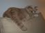 British Shorthair Kasae's Donnovan