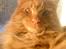 Maine Coon Joe the Bandit (Bandit) - 21/12 2010