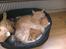 Maine Coon Joe the Bandit (Bandit)