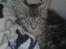 Maine Coon Maximus R.I.P. - selv de største figther skal vel ha´ en lur!