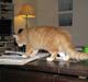 Maine Coon Ginger