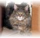 Maine Coon Bluey