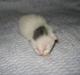 Huskat Bette Mus (solgt)