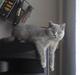 British Shorthair Pomfrit (Fritte)