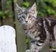 Maine Coon Maximus R.I.P.