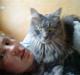 Maine Coon aya/solgt